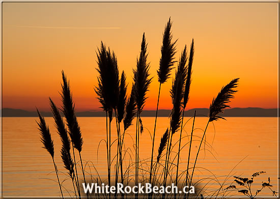 https://whiterockbeach.ca/wp-content/uploads/2011/12/white-rock-051.jpg