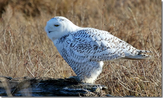 Snowy Owl at Boundary Bay in British Columbia
