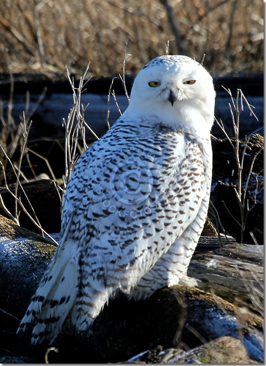 Snowy Owl at Boundary Bay in British Columbia