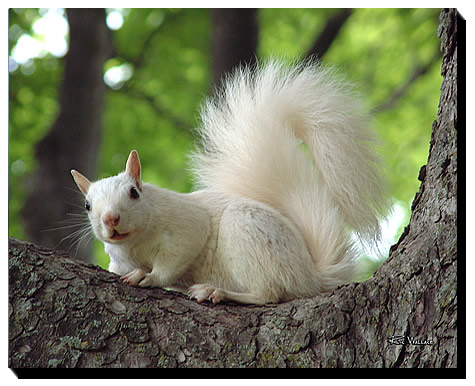 Lucky-White-Squirrel-01t-16-20