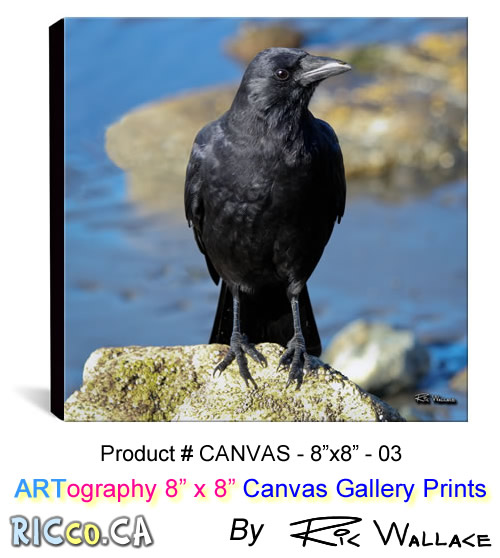 canvas-8x8-03-crow